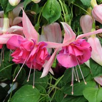 Woolley Moor Nurseries Fuchsia Trailing "Bella Rosela"- 9cm - Woolley Moor Nurseries