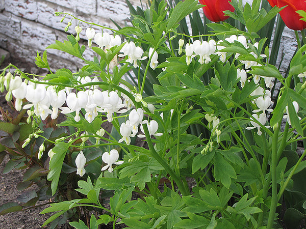 Woolley Moor Nurseries Dicentra Spectabilis "White Hearts" - 5L - Woolley Moor Nurseries