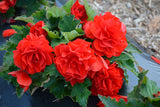 Woolley Moor Nurseries Begonia NonStop (Upright) "Red" - 9cm - Woolley Moor Nurseries