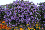 Woolley Moor Nurseries Bacopa Cabana "Blue"- 9cm x 3 Plants - Woolley Moor Nurseries