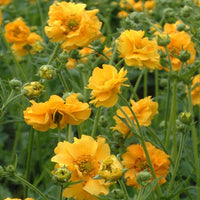 Woolley Moor Nurseries Geum "Lady Strathenden" - 9cm Pot x 3 Plants - Woolley Moor Nurseries