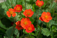 Woolley Moor Nurseries Geum Koi - 9cm Pot - Woolley Moor Nurseries