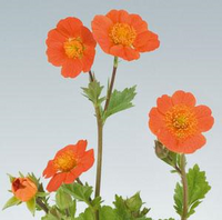 Woolley Moor Nurseries Geum Koi - 9cm Pot - Woolley Moor Nurseries