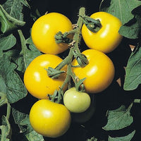 Woolley Moor Nurseries Tomato Golden Crown - 9cm x 3 Plants - Woolley Moor Nurseries