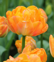 Woolley Moor Nurseries Tulip Double "Princess Irene" - 10 Pack - Woolley Moor Nurseries