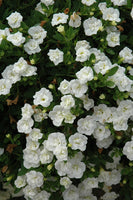 Woolley Moor Nurseries Calibrachoa "Double White"- 9cm - Woolley Moor Nurseries