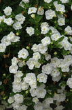 Woolley Moor Nurseries Calibrachoa "Double White"- 9cm x 3 Plants - Woolley Moor Nurseries