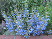 Woolley Moor Nurseries Penstemon Hetrophyllus "Electric Blue" - 3Ltr - Woolley Moor Nurseries