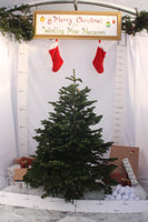 Friezeland Farm Pre order Christmas Tree! Nordman Fir - Woolley Moor Nurseries