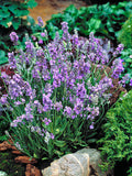 Woolley Moor Nurseries Lavender Angustifolia "Ellagance Sky" - 3Ltr - Woolley Moor Nurseries