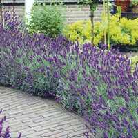 Woolley Moor Nurseries Lavendula (Lavender) "Hidcote Blue Strain" - 1 Litre - Woolley Moor Nurseries