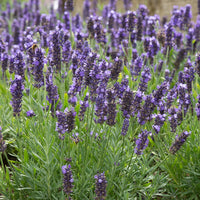Woolley Moor Nurseries Lavender "Blue Spear" - 3Ltr - Woolley Moor Nurseries