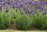 Woolley Moor Nurseries Lavendula Angustifolia (English Lavender) "Blue" - 9cm Pot - Woolley Moor Nurseries