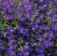 Woolley Moor Nurseries Lobelia Techno "Blue Jeans"- 9cm x 3 Plants - Woolley Moor Nurseries