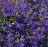 Woolley Moor Nurseries Lobelia Techno "Blue Jeans"- 9cm x 3 Plants - Woolley Moor Nurseries