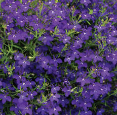 Woolley Moor Nurseries Lobelia Techno "Blue Jeans"- 9cm - Woolley Moor Nurseries