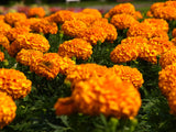 Woolley Moor Nurseries Bedding African Marigold "Orange" - 6 Pack - Woolley Moor Nurseries