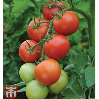 Woolley Moor Nurseries Tomato Moneymaker - 9cm x 3 Plants - Woolley Moor Nurseries