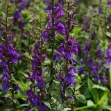 Woolley Moor Nurseries Lobelia Starship "Blue" - 3Ltr - Woolley Moor Nurseries