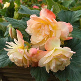 Woolley Moor Nurseries Begonia NonStop (Upright) "Sunset" - 9cm x 3 Plants - Woolley Moor Nurseries