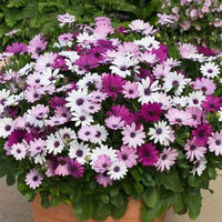 Woolley Moor Nurseries Osteospermum Upright "Berries & Cream mix"- 9cm x 3 Plants - Woolley Moor Nurseries