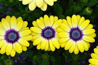 Woolley Moor Nurseries Osteospermum Upright "Blue Eyed Beauty"- 9cm - Woolley Moor Nurseries