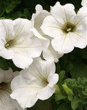 Woolley Moor Nurseries Petunia Sufinia "White" - 9cm - Woolley Moor Nurseries