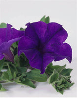 Woolley Moor Nurseries Petunia Surfinia "Blue" - 9cm x 3 Plants - Woolley Moor Nurseries