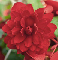 Woolley Moor Nurseries Begonia Illumination (Trailing) "Scarlet" - 9cm - Woolley Moor Nurseries