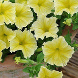 Woolley Moor Nurseries Petunia Surfinia "Victorian Yellow" x 3 Plants - Woolley Moor Nurseries