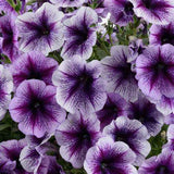 Woolley Moor Nurseries Petunia "Blue Vein" - 9cm x 3 Plants - Woolley Moor Nurseries