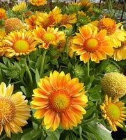 Woolley Moor Nurseries Gaillardia "Mesa Peach" - 3Ltr - Woolley Moor Nurseries