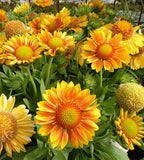 Woolley Moor Nurseries Gaillardia "Mesa Peach" - 3Ltr - Woolley Moor Nurseries