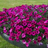 Woolley Moor Nurseries Petunia Sanguna "Purple" - 9cm x 3 Plants - Woolley Moor Nurseries