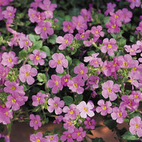 Woolley Moor Nurseries Bacopa Cabana "Pink"- 9cm - Woolley Moor Nurseries