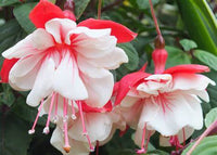 Woolley Moor Nurseries Fuchsia Trailing "Swingtime"- 9cm x 3 Plants - Woolley Moor Nurseries