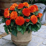 Woolley Moor Nurseries Begonia NonStop (Upright) "Tangerine" - 9cm x 3 Plants - Woolley Moor Nurseries