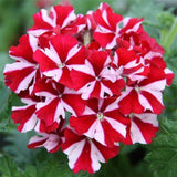 Woolley Moor Nurseries Verbena Magelana "Red Star"- 9cm - Woolley Moor Nurseries