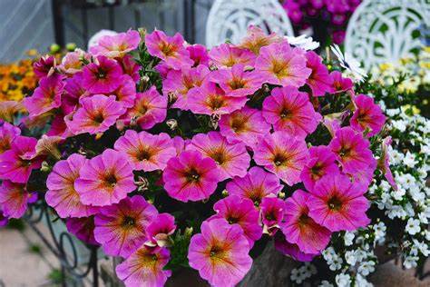 Woolley Moor Nurseries Petchoa "Sunray Pink" - 9cm - Woolley Moor Nurseries