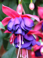 Woolley Moor Nurseries Fuchsia Upright "Dollar Princess"- 9cm x 3 Plants - Woolley Moor Nurseries