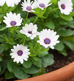 Woolley Moor Nurseries Osteospermum Upright "White Purple Eye"- 9cm - Woolley Moor Nurseries