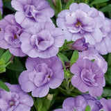 Woolley Moor Nurseries Calibrachoa "Double Lavender"- 9cm x 3 Plants - Woolley Moor Nurseries