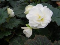 Woolley Moor Nurseries Begonia NonStop (Upright) "Mocca White" - 9cm x 3 Plants - Woolley Moor Nurseries