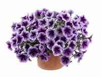 Woolley Moor Nurseries Petunia "Blue Vein" - 9cm x 3 Plants - Woolley Moor Nurseries