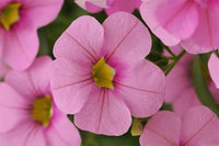 Woolley Moor Nurseries Calibrachoa "Light Pink"- 9cm - Woolley Moor Nurseries