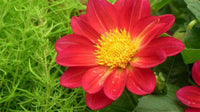 Woolley Moor Nurseries Dahlia "Red Yellow" - 12cm - Woolley Moor Nurseries