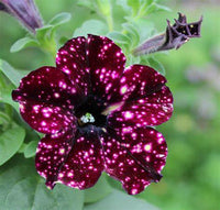 Woolley Moor Nurseries Petunia "Lightning Sky" - 9cm x 3 Plants - Woolley Moor Nurseries