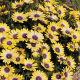 Woolley Moor Nurseries Osteospermum Upright "Blue Eyed Beauty"- 9cm x 3 Plants - Woolley Moor Nurseries