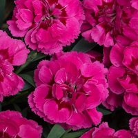 Woolley Moor Nurseries Dianthus "Oscar" x 3 Plants - Woolley Moor Nurseries