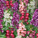 Woolley Moor Nurseries Penstemon Arabesque "Mixed" - 3Ltr - Woolley Moor Nurseries